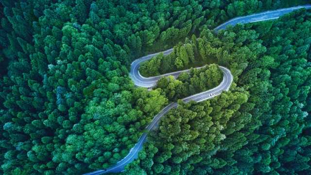 road surrounded by trees