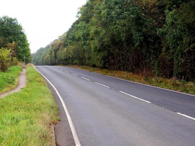 road surrounded by trees